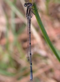 Atlantic Bluet